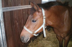 Flicka